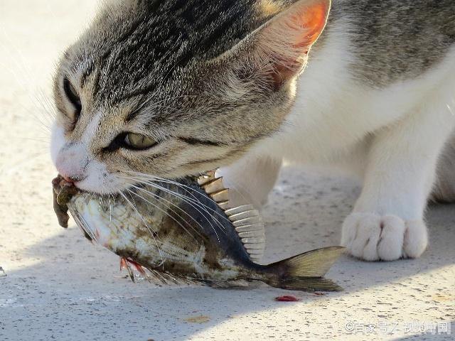 梦见猫吃鱼