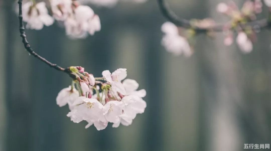 雾里看花打一个生肖